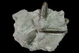 Fossil Belemnite (Paxillosus) Cluster - Mistelgau, Germany #139129-1
